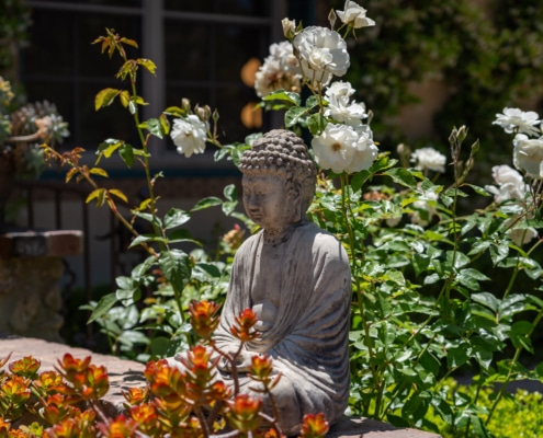 Stone Buddha statue surrounded by white roses and lush garden landscaping in a private outdoor setting Stone Buddha statue surrounded by white roses and lush garden landscaping in a private outdoor setting