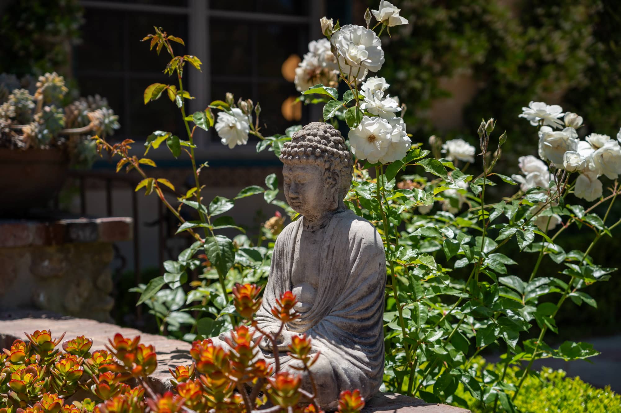 Stone Buddha statue surrounded by white roses and lush garden landscaping in a private outdoor setting Stone Buddha statue surrounded by white roses and lush garden landscaping in a private outdoor setting